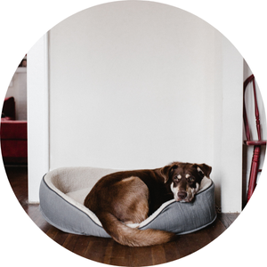Pet supplies on HiBid