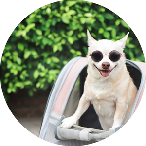Pet supplies on HiBid
