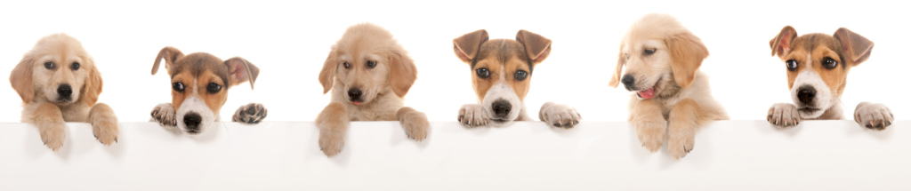 Pet supplies on HiBid